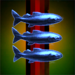 harengus hollandicus