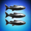 3 Wise Fish