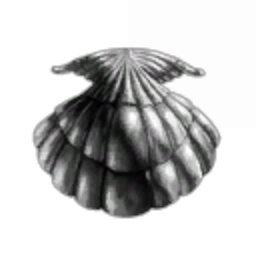 3earded Clam