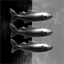 2 Kilogram Whitefish